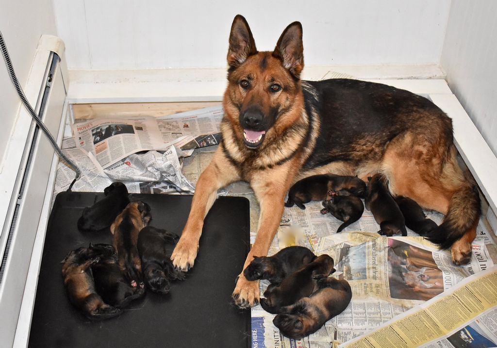 German shepherd puppies with their mother