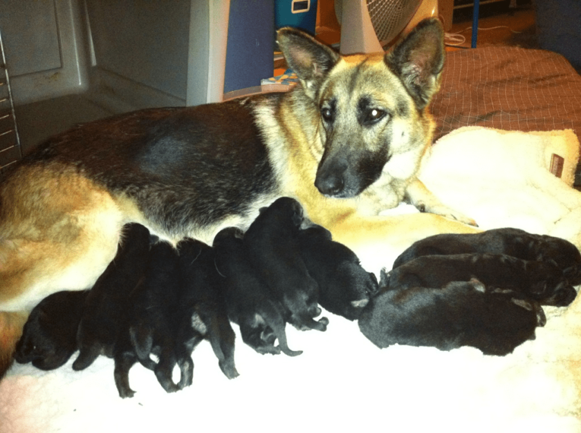 German shepherd puppies with their mother