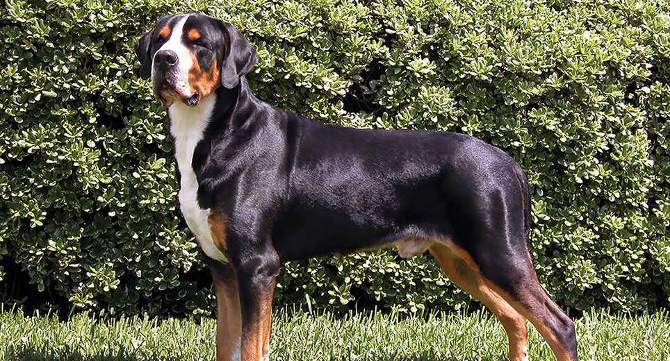 Greater Swiss Mountain Dog standing at the backyard during playing time