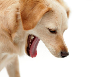 Dog vomiting- makes dog look weak