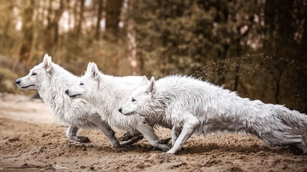 White German shepherd breed running together