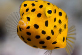 Yellow boxfish species