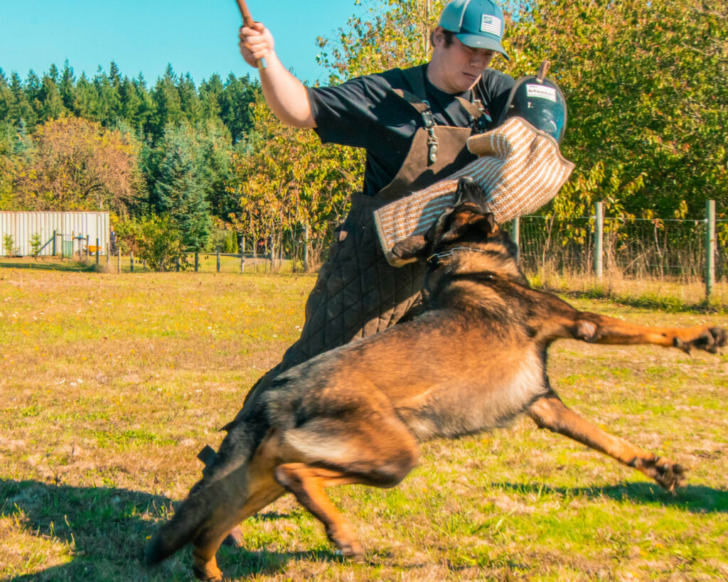 German Shepherd Training Near Me_petswealth