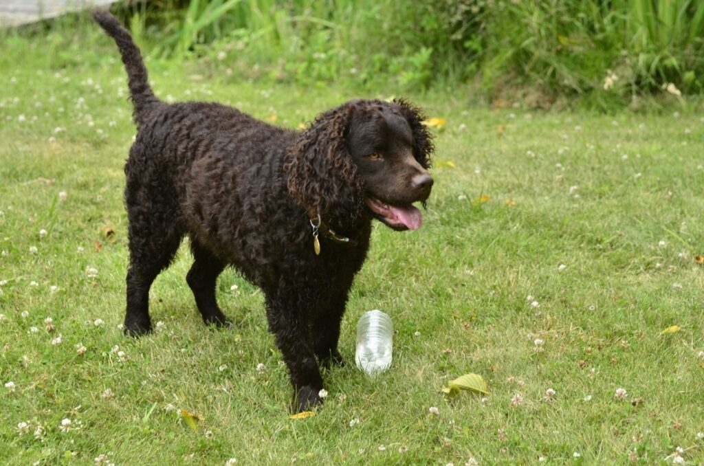American Water Spaniel Puppies