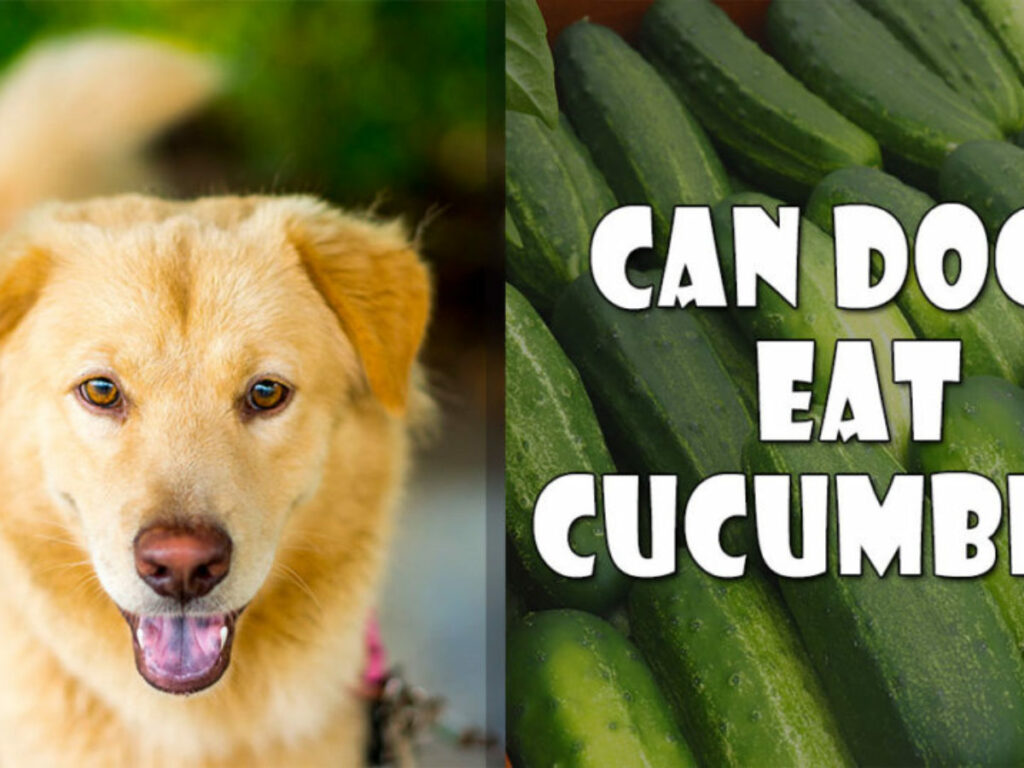 Dog Eat Cucumber