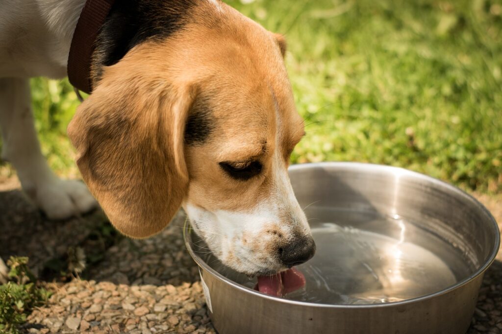 Dog Not Eating But Drinking Water