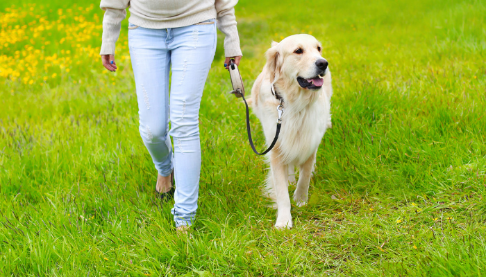 Dog from Pulling on the Leash - 8 Ways to Stop Your Dog from Pulling on the Leash