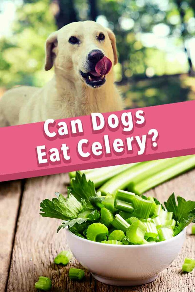 Dogs Eat Celery