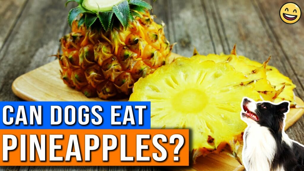 Dogs Eat Pineapple