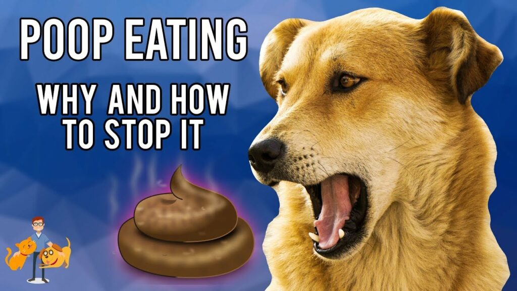 Dogs Eat Poop