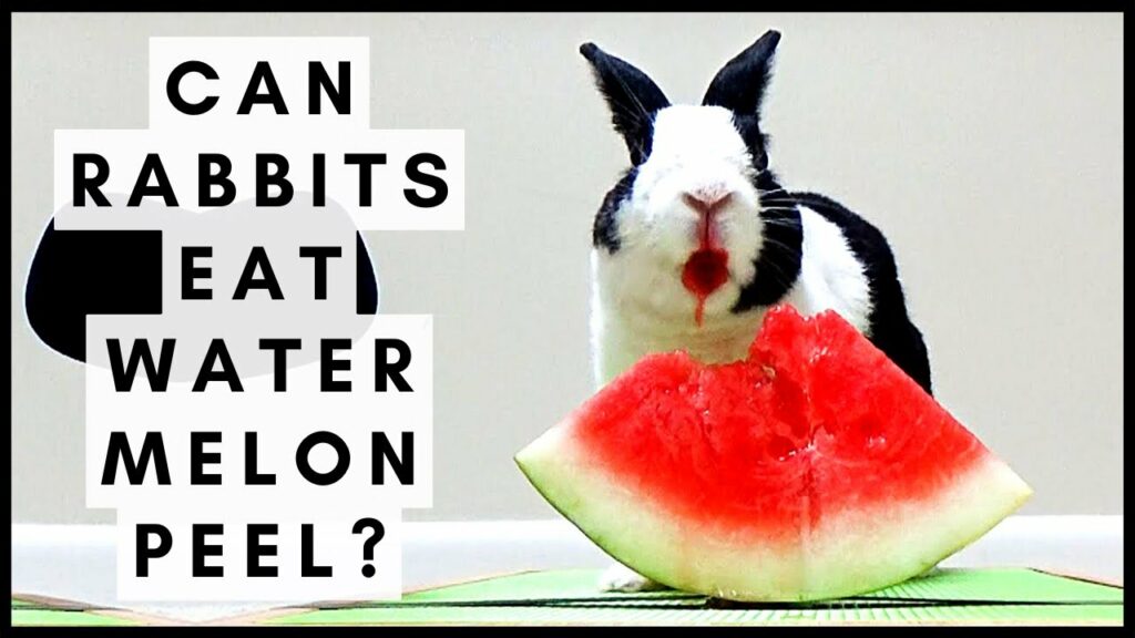 Fruits Can Rabbits Eat