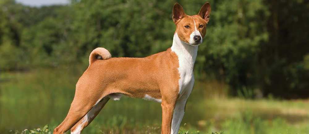 How Much is a Basenji Dog