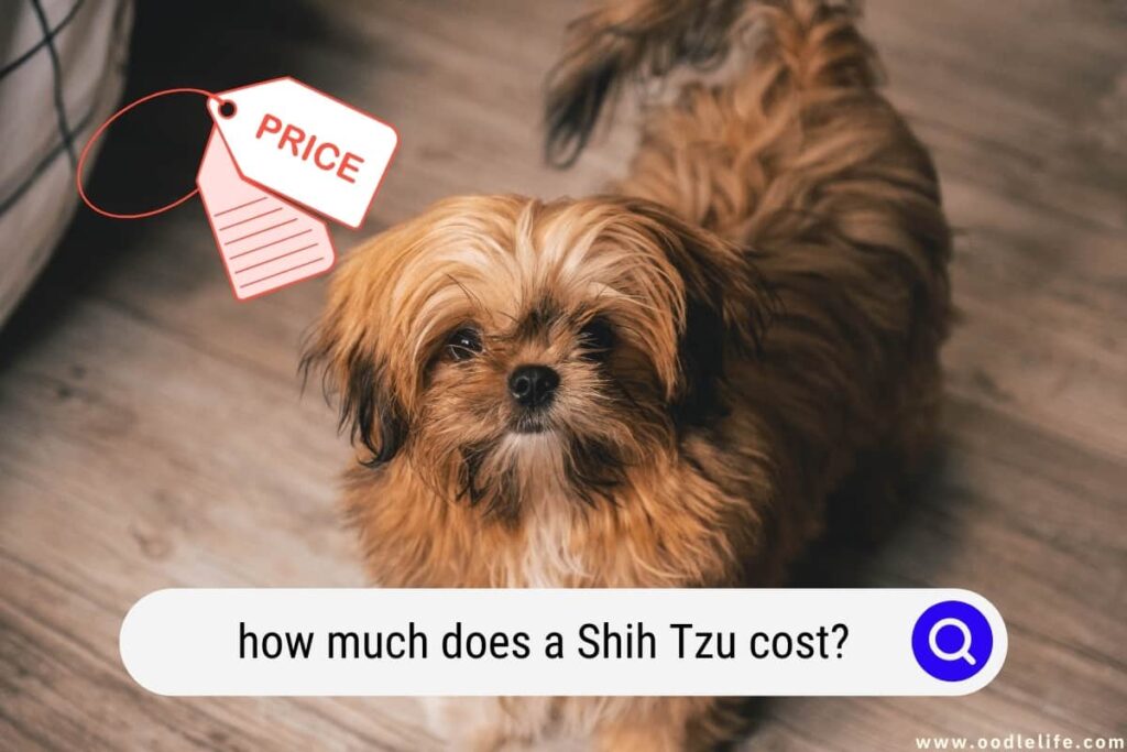 How Much is a Shih Tzu Dog