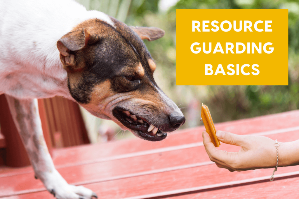 Resource Guarding in Dogs - How to Address Resource Guarding in Dogs