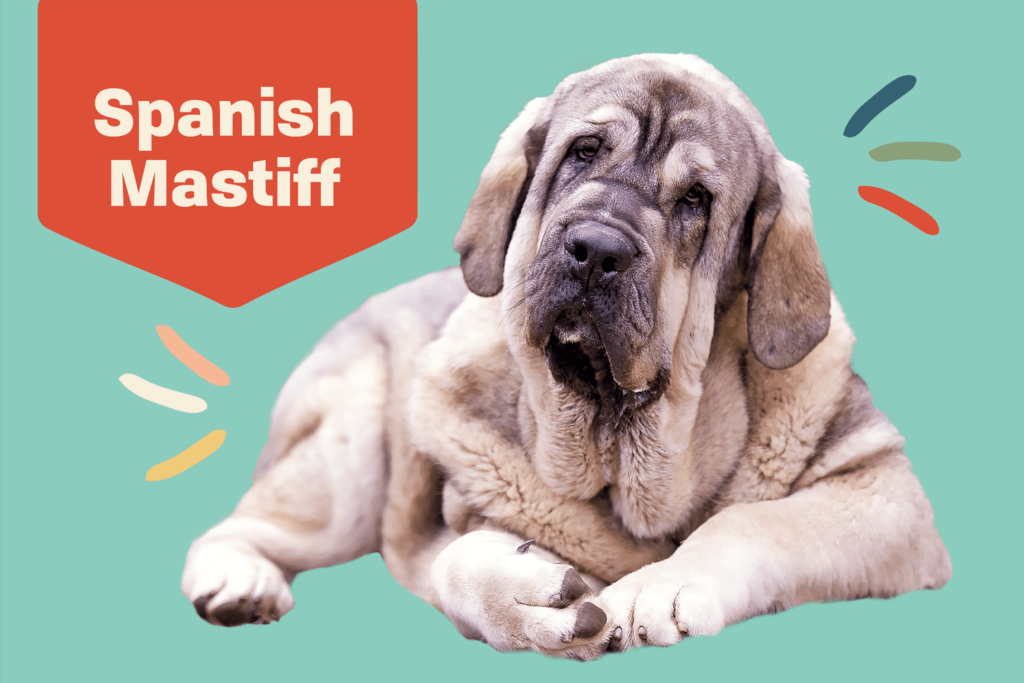 Spanish Mastiff Breeder - Petswealth