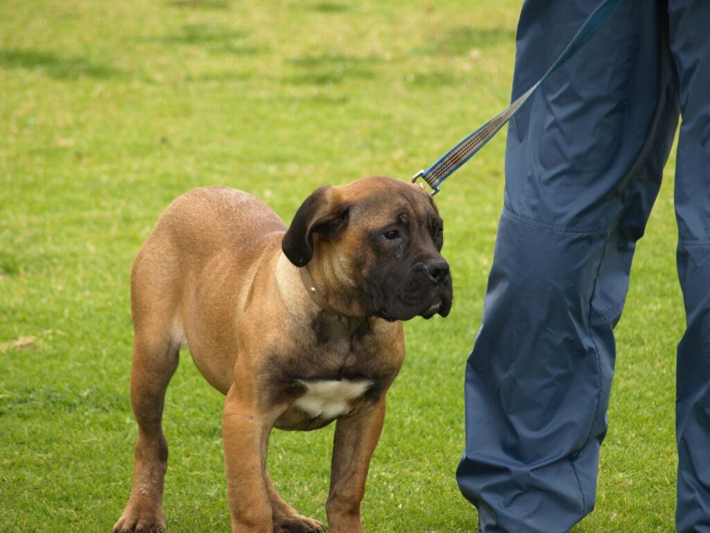 Boerboel Dog Breed Pictures