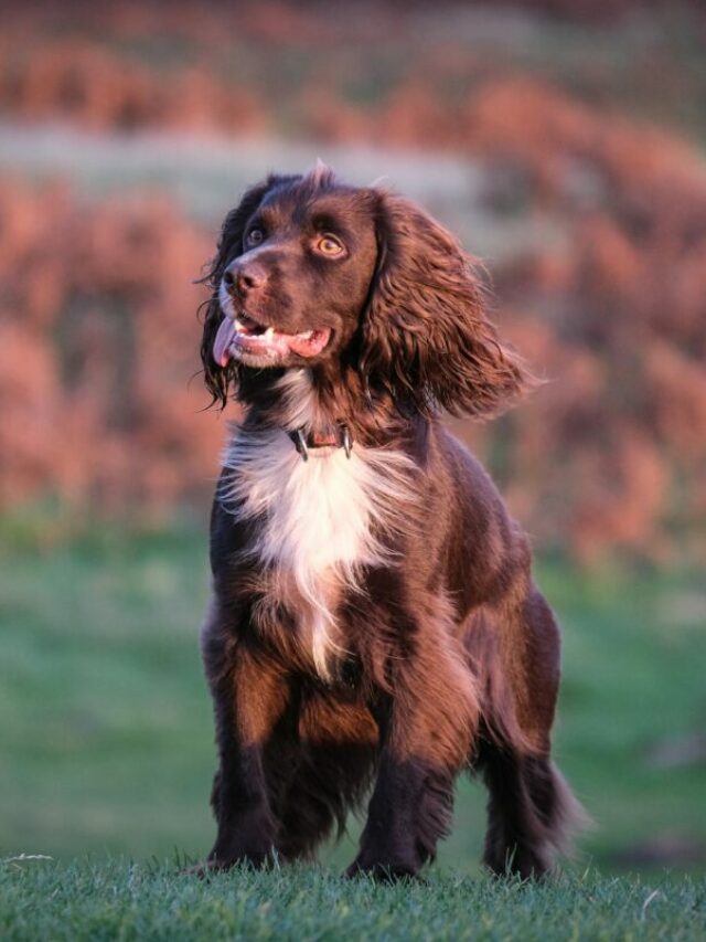 Boykin Spaniel Dog Breed Pictures