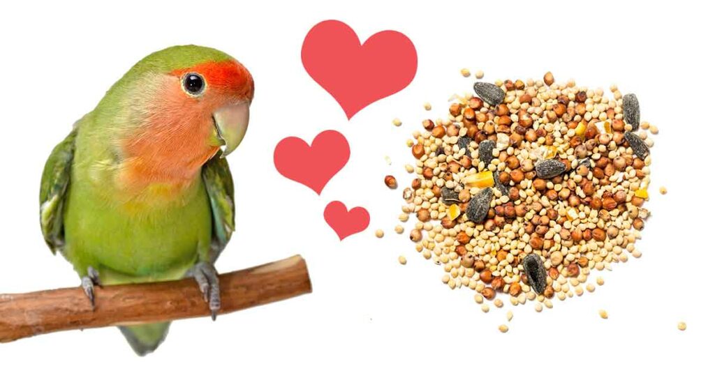 Best Parakeet Food