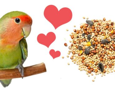 Best Parakeet Food