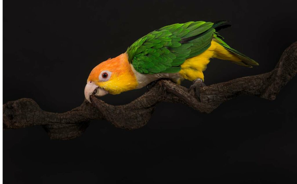 Caique Parrot 101: Everything You Need to Know About Adorable and Energetic Pet Parrots