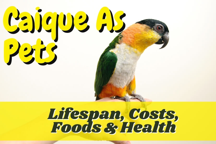 Caique Parrot 101: Everything You Need to Know About Adorable and Energetic Pet Parrots