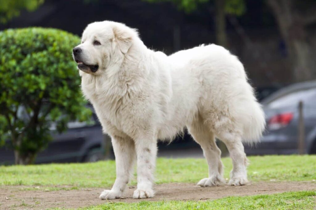 Great Pyrenees Price: How Much Does a Great Pyrenees cost?
