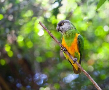 Senegal Parrot Lifespan