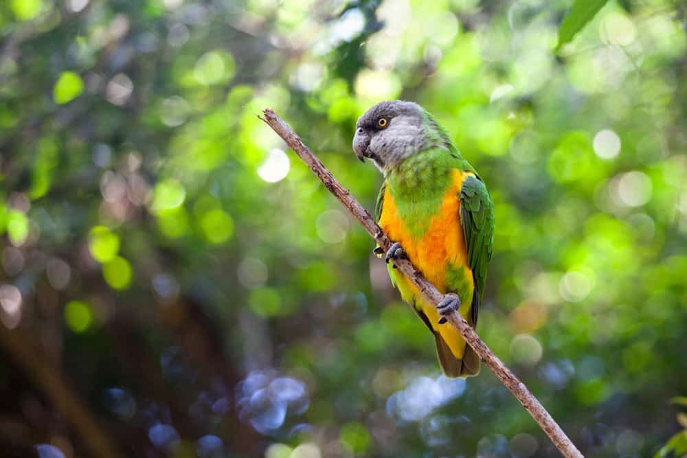 Senegal Parrot Lifespan