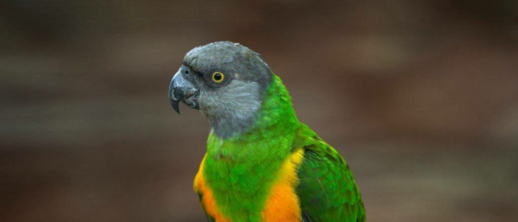 Senegal Parrot for Sale