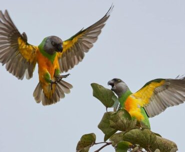 Senegal Parrot for Sale