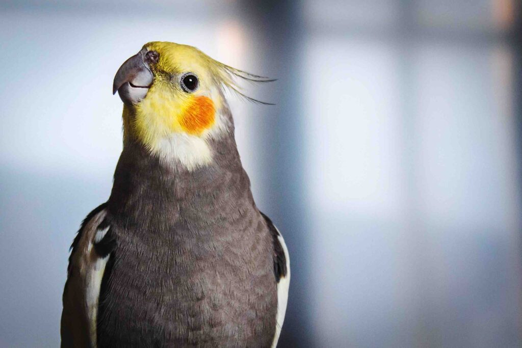 Can Cockatiels eat Parakeet Food