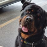 German Rottweiler Dog