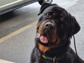 German Rottweiler Dog