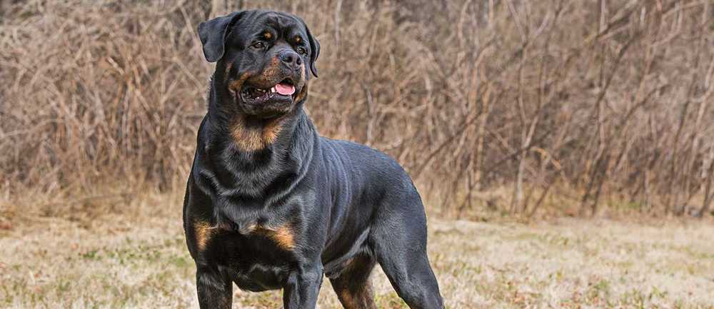 rottweiler dog pictures