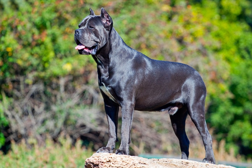 How Much Is A Cane Corso