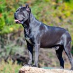 Cane Corso Price