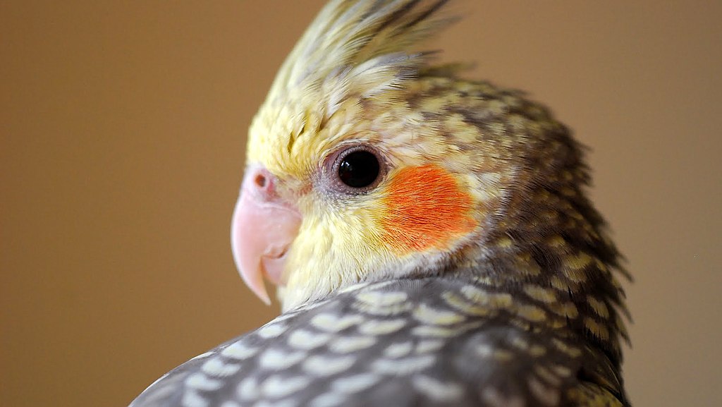 Pearl Cockatiels: The Radiant Stars of Aviculture