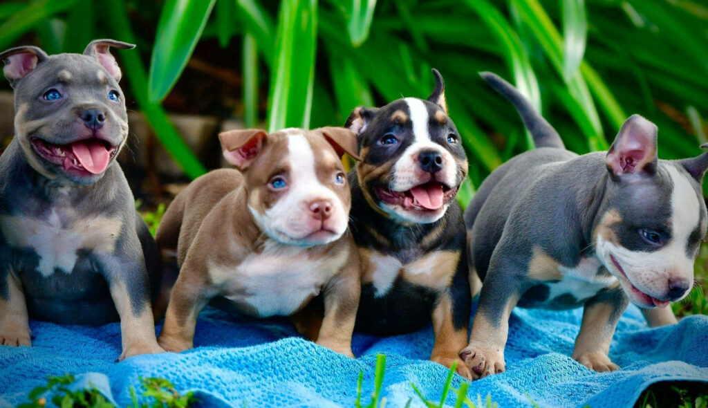 Pit Bull Puppies - 5 Awesome Physical Features, Traits & Facts
