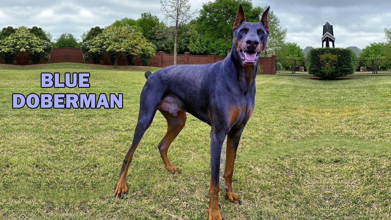 Blue Doberman Pinscher