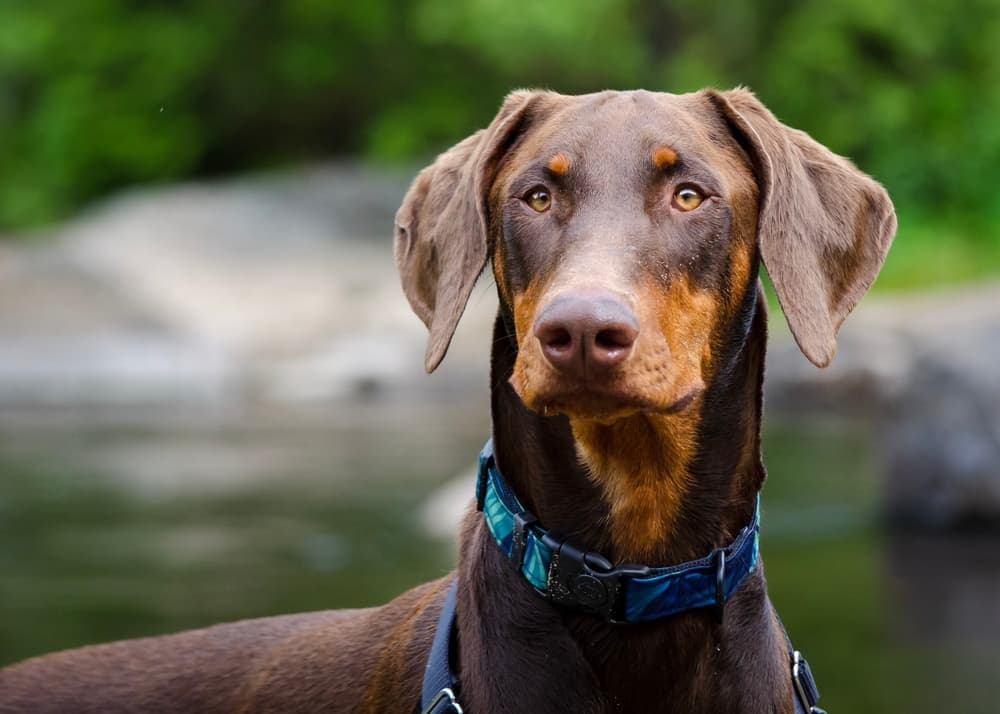 Blue Doberman Pinscher