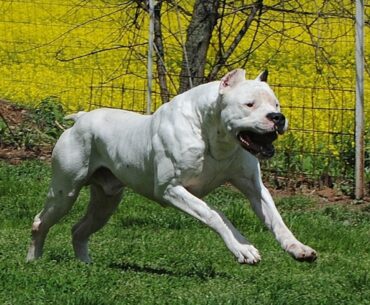 Dogo Argentino Price: History, Body Characteristics, Care Expenses And Factors Affecting Price