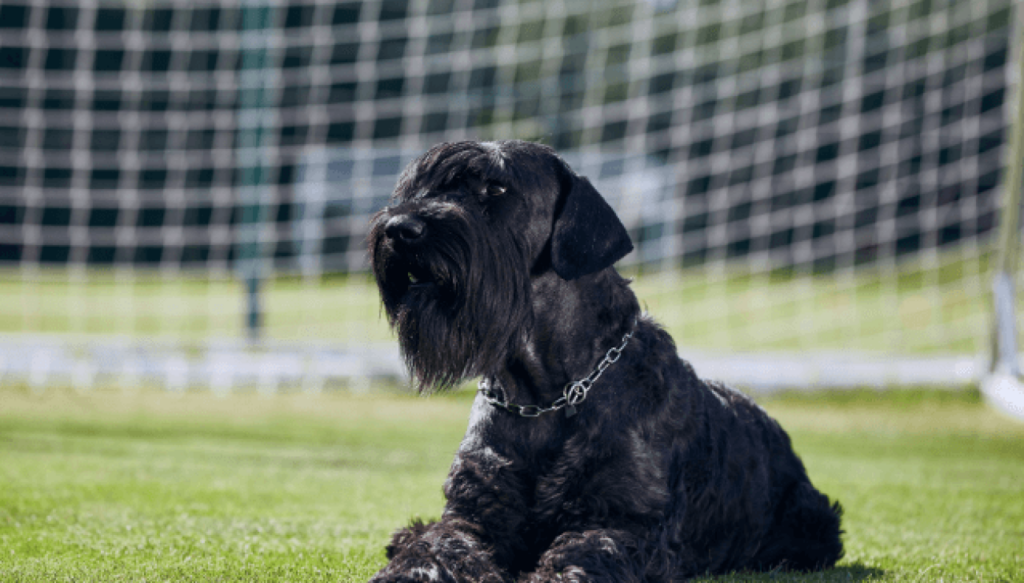 Giant Schnauzer puppies