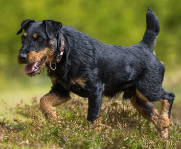 Jadgterrier: Dog Breed Information - 6 Superb Physical Characteristics And Facts