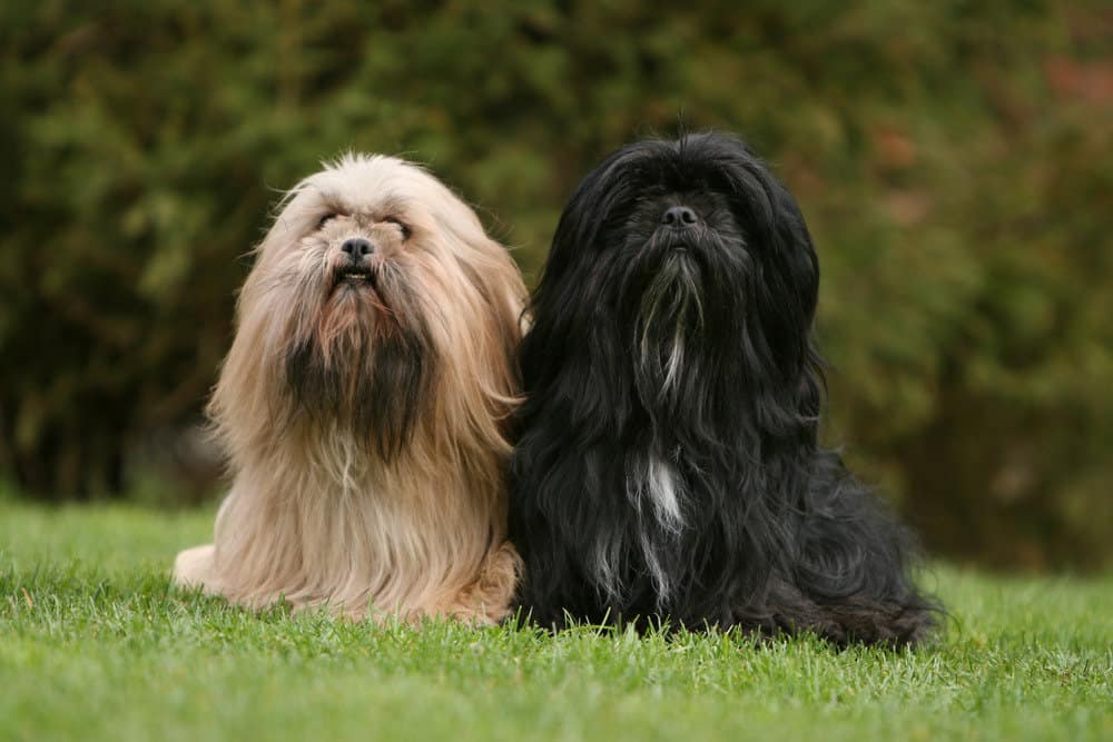 Lhasa Apso Dog Price: What to Expect When Bringing Home a New Companion