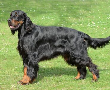 Black Irish Setter Dog: Discovering the Coal Beauty of the Setter Breed