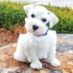 White Miniature Schnauzer