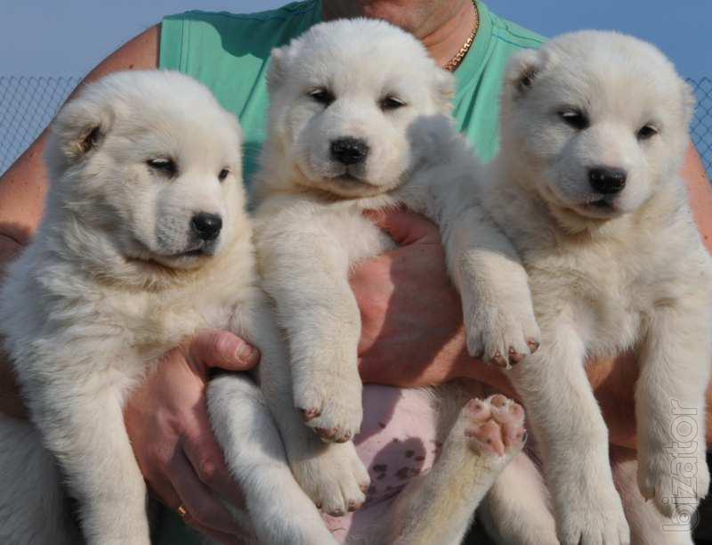 Central Asian Shepherd Puppies With Complete Breed Information 2023 - Characteristics, Traits And Temperament