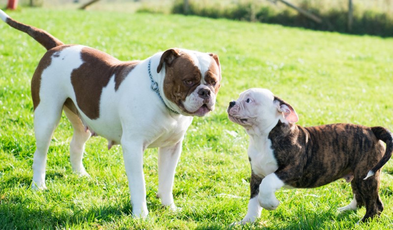 American Bulldog Puppies For Sale: Find Your New Best Friend