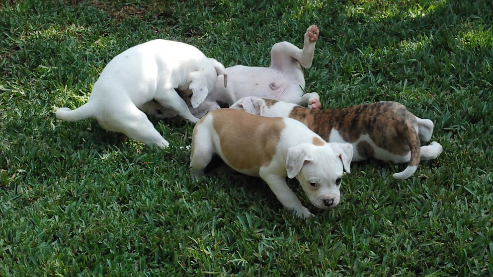 American Bulldog Puppies For Sale: Find Your New Best Friend
