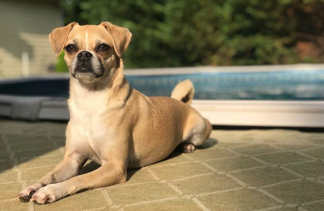 Chug Dog Breed Information: The Perfect Blend of Chihuahua Pug Mix